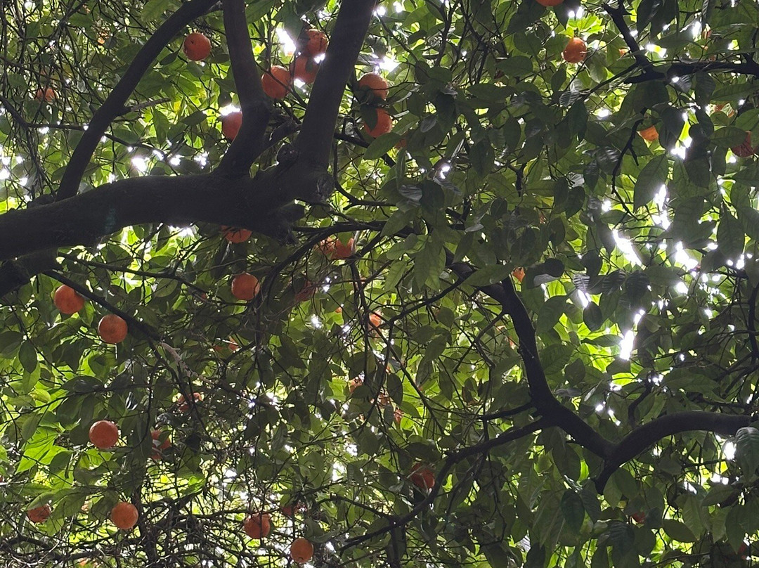 Free Tour Seville | Guruwalk-塞维利亚必去景点