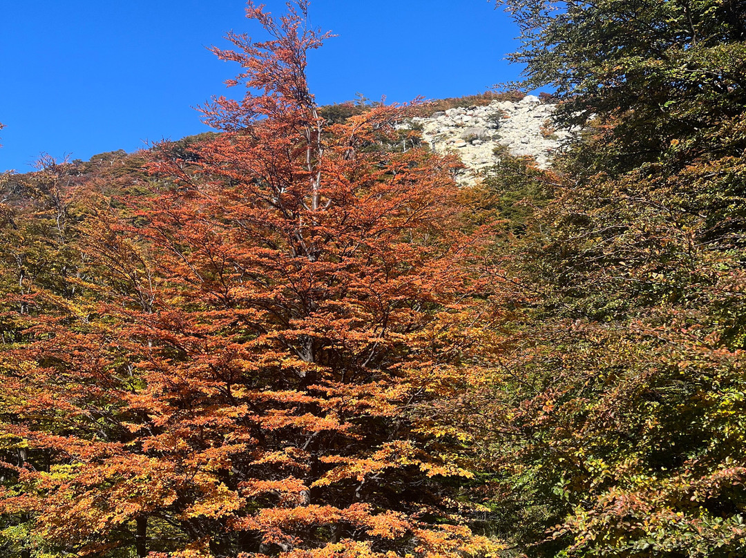 Chiletour Patagonia-Torres del Paine必去景点