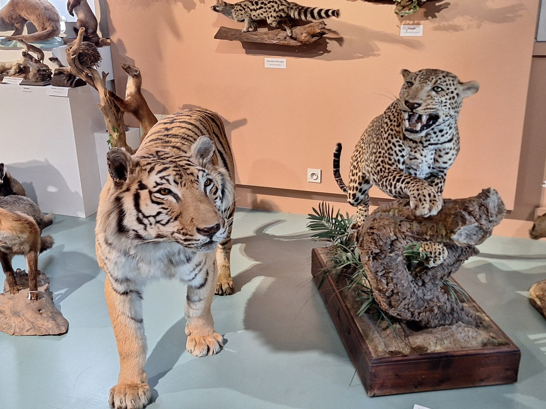 Muséum d'Histoire Naturelle de Tours-图尔必去景点