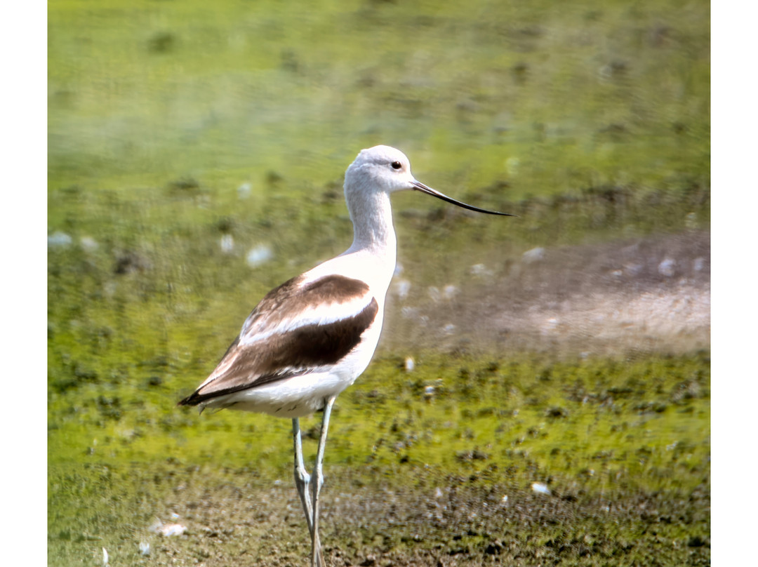 Lugares Pajarosos Birding Expeditions-拉巴斯必去景点