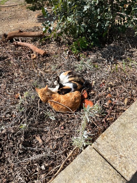 梅利哈度假中心酒店-旅行者