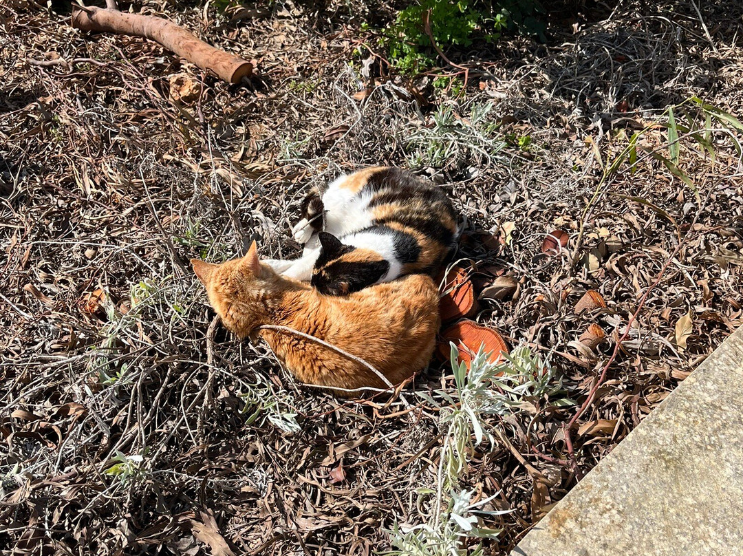 梅利哈度假中心酒店主图