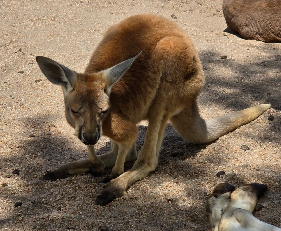 Tanganyika Wildlife Park-Goddard必去景点
