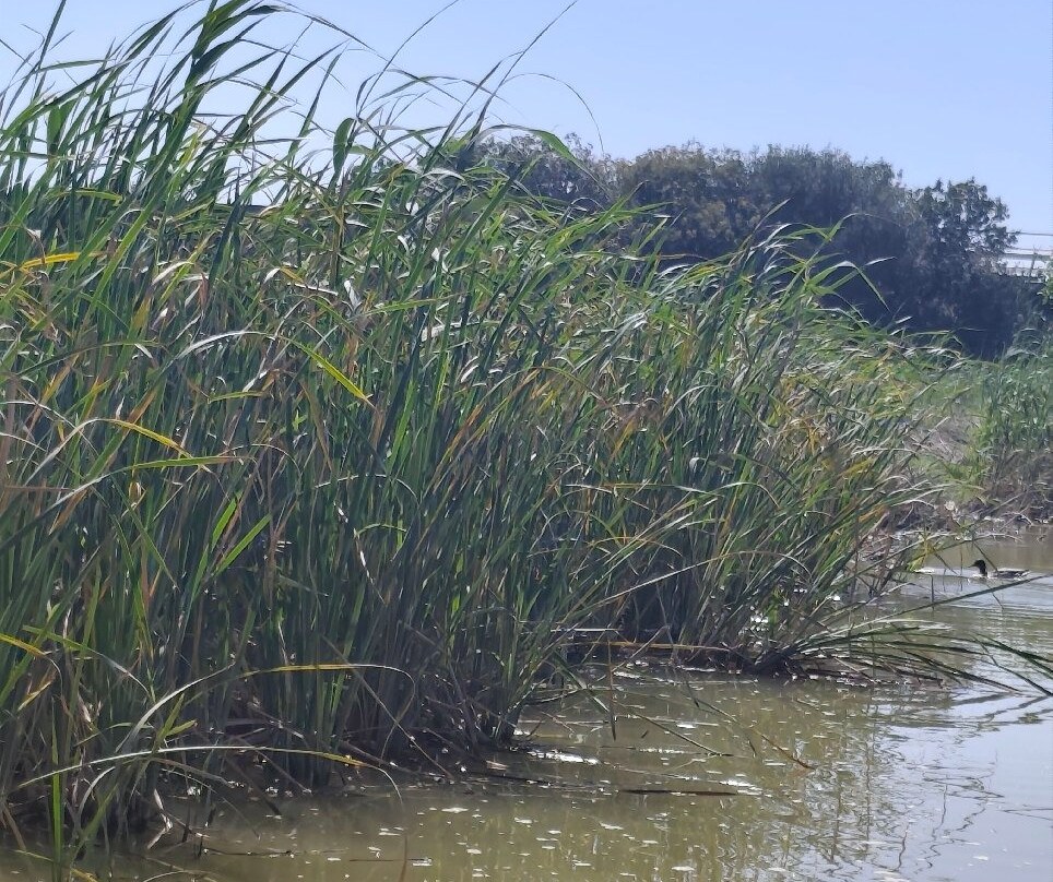 Visit Albufera-巴伦西亚必去景点