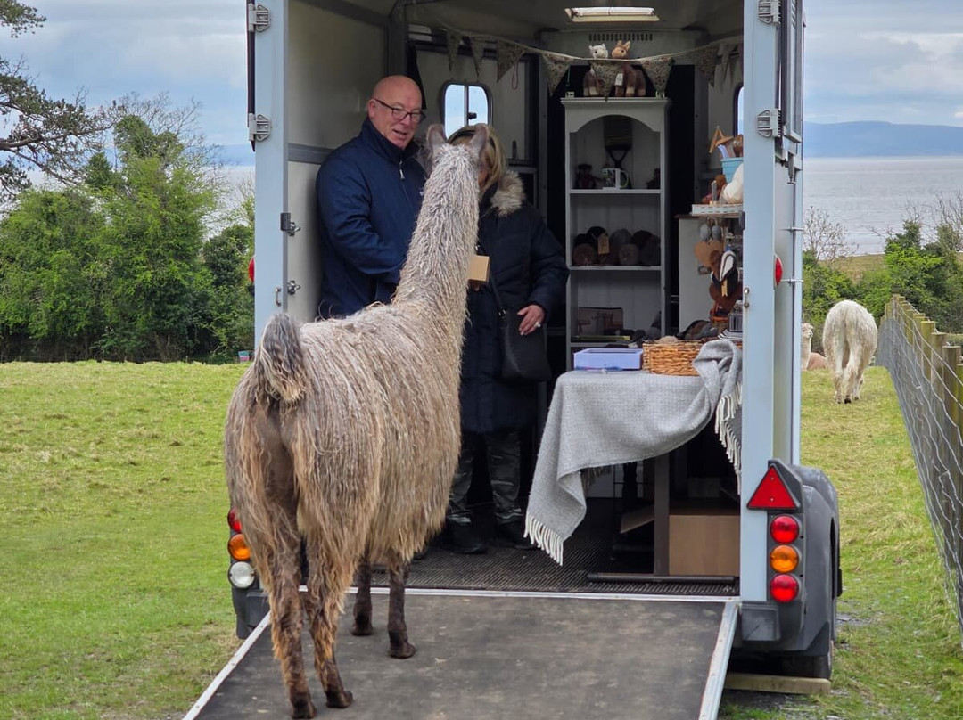 Bardsea Alpacas And Llamas-Bardsea必去景点