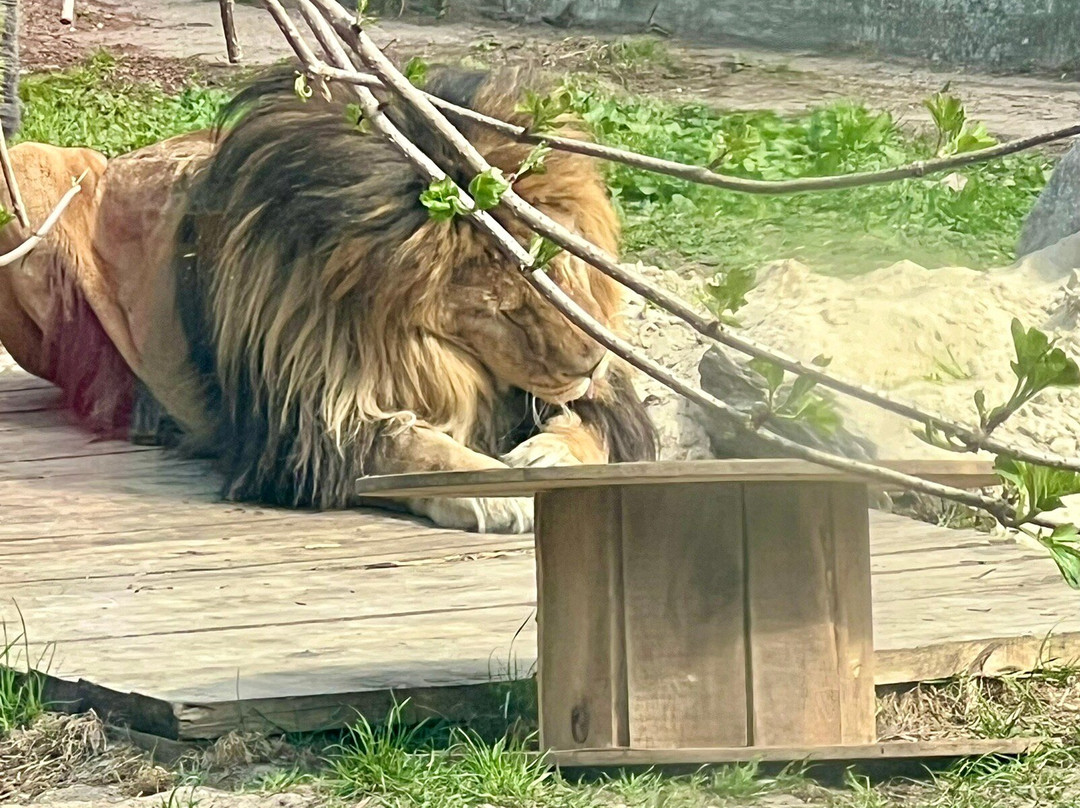 Kaliningrad Zoopark-加里宁格勒必去景点