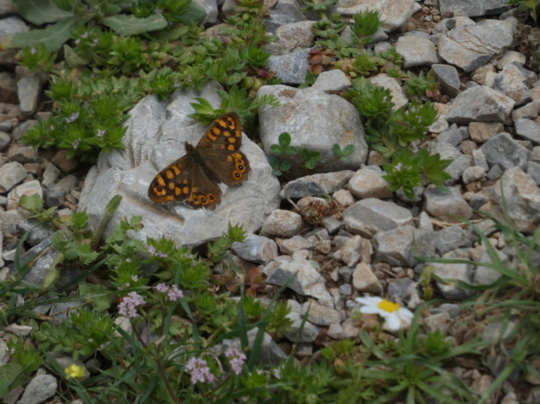 Butterfly Gorge-Makry-Gialos必去景点