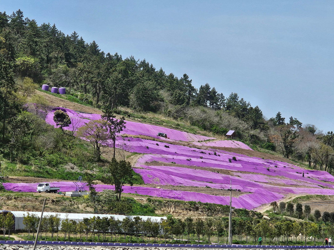 Purple Island-新安郡必去景点