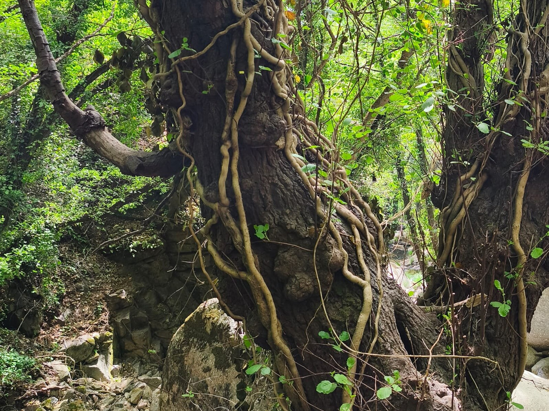 Cascadas de las Nogaledas-Navaconcejo必去景点