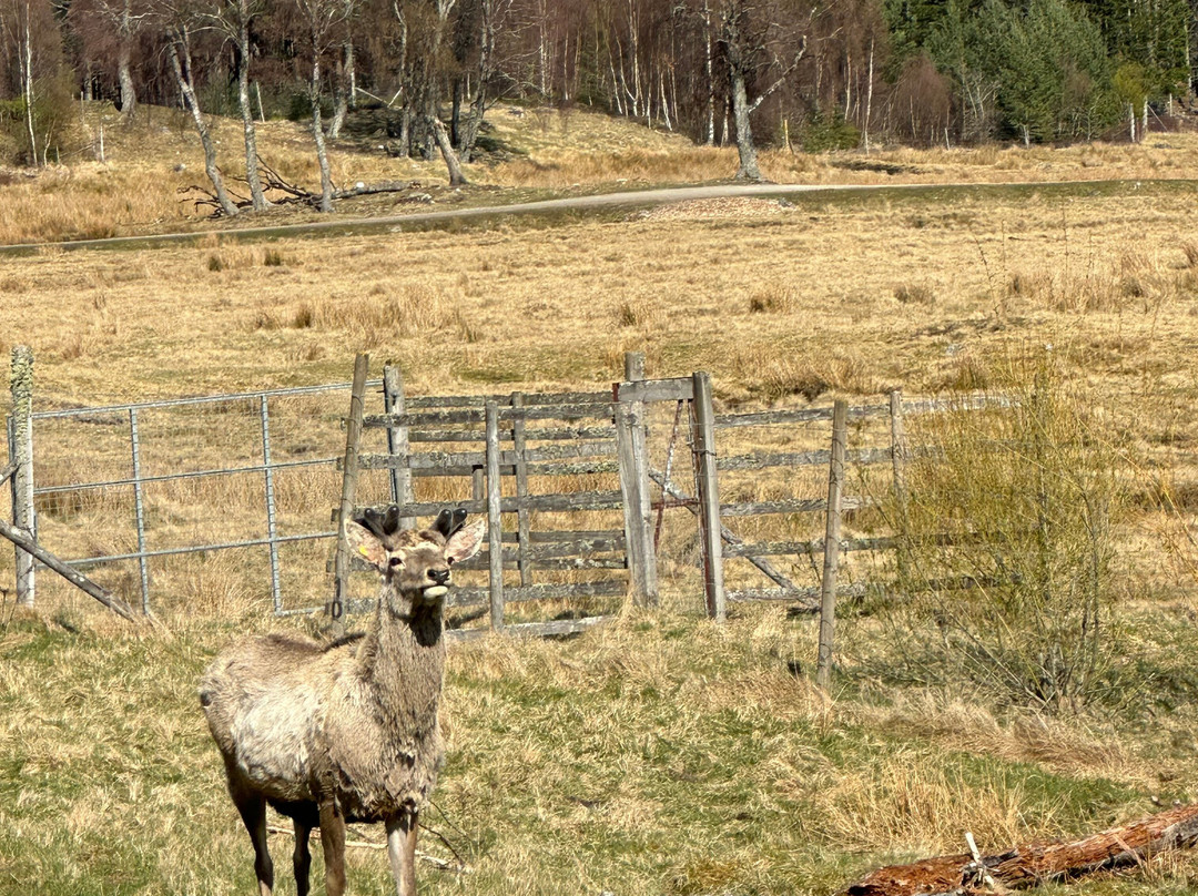 Highland Wildlife Park-Kincraig必去景点