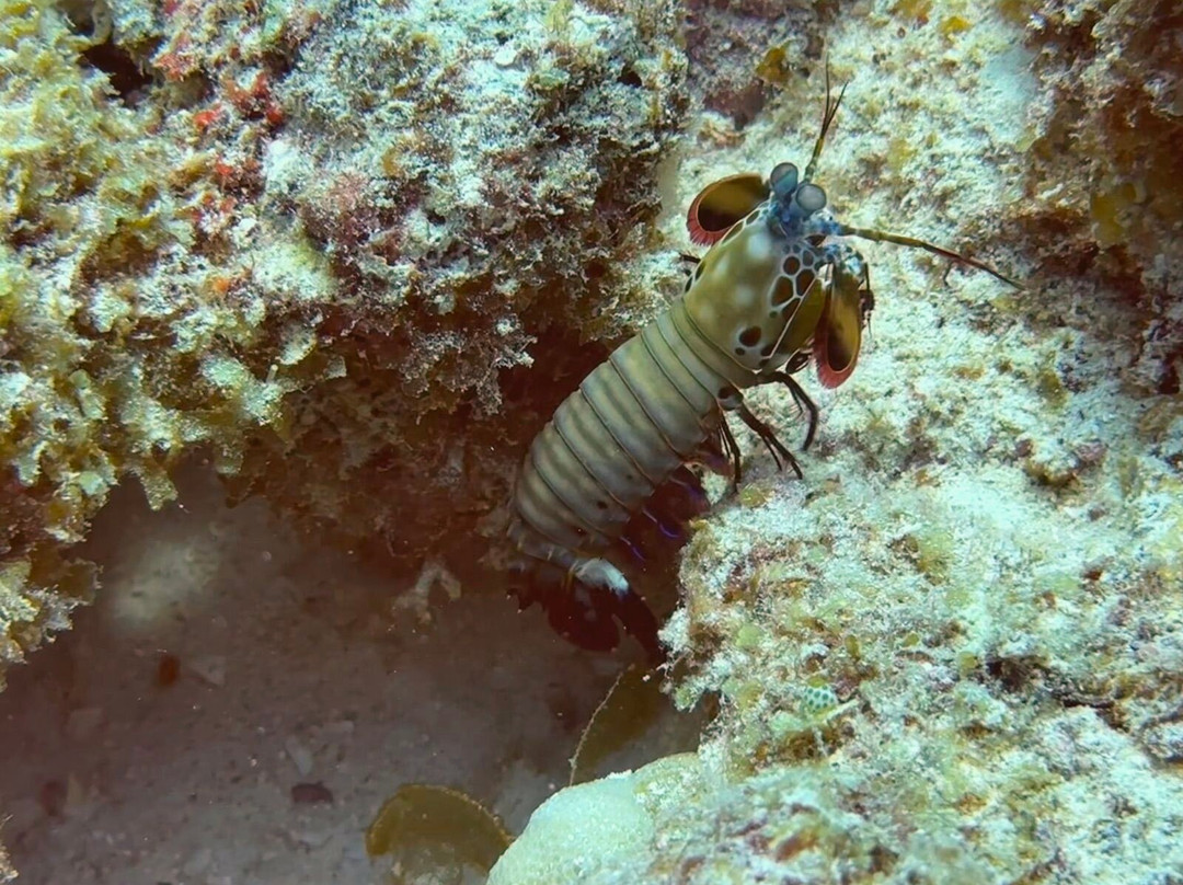 Orca Dive Club - Pereybere-Pereybere必去景点