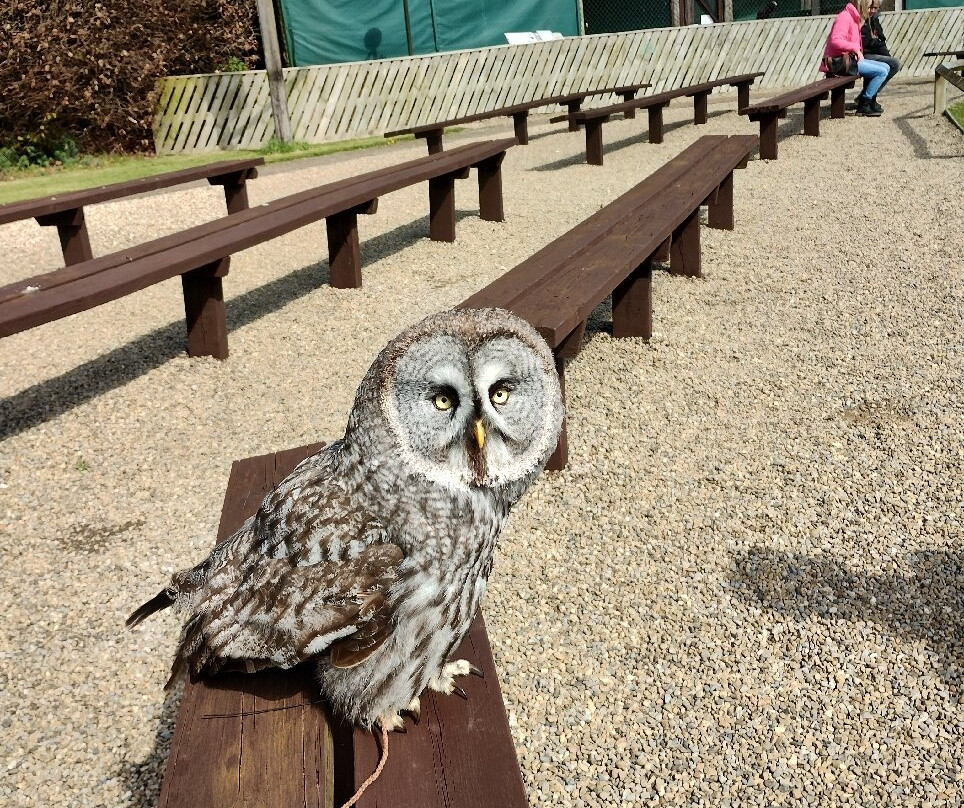 Thirsk Birds Of Prey Centre-瑟斯克必去景点