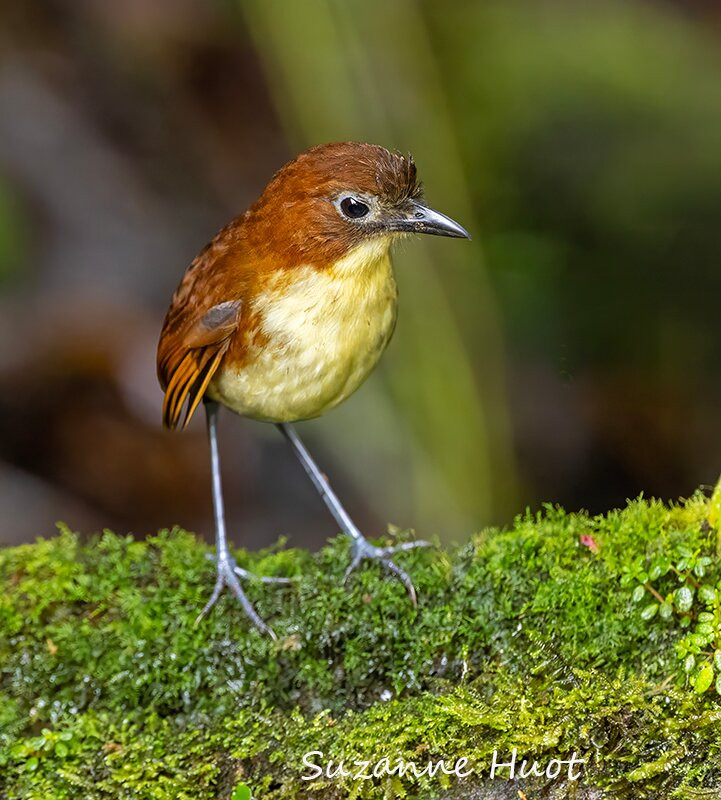 Ecuador Birds Tours-基多必去景点