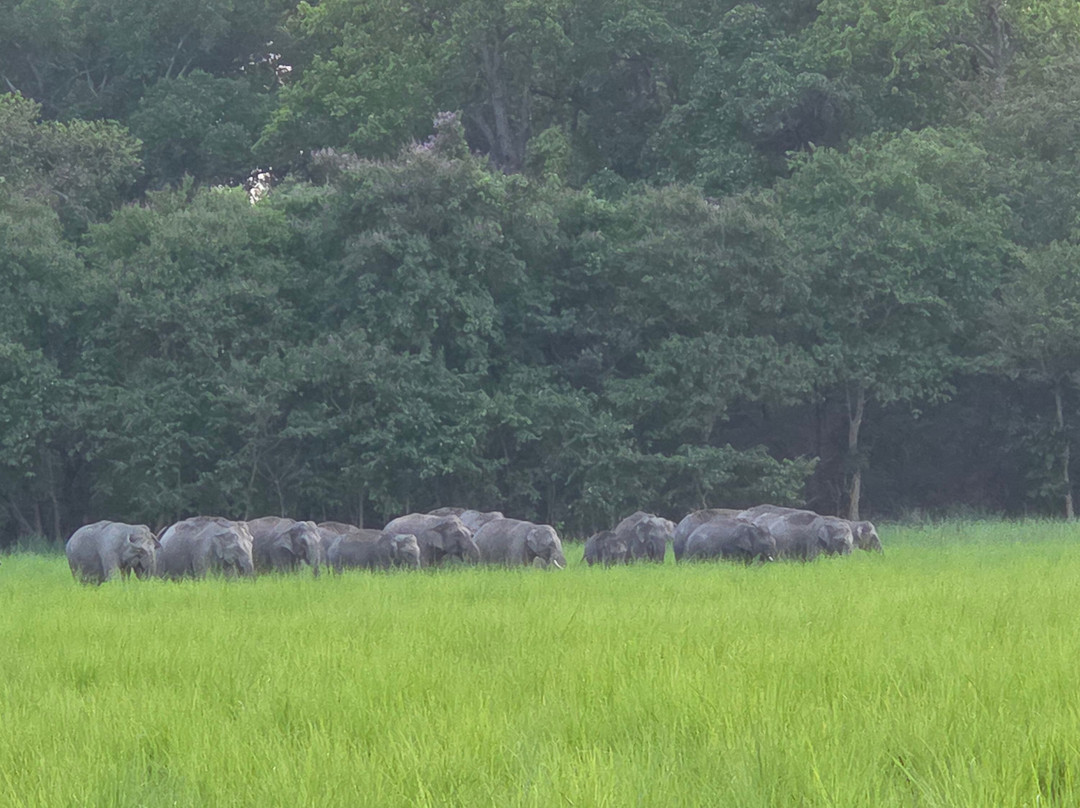 Dudhwa National Park-Dudhwa National Park必去景点