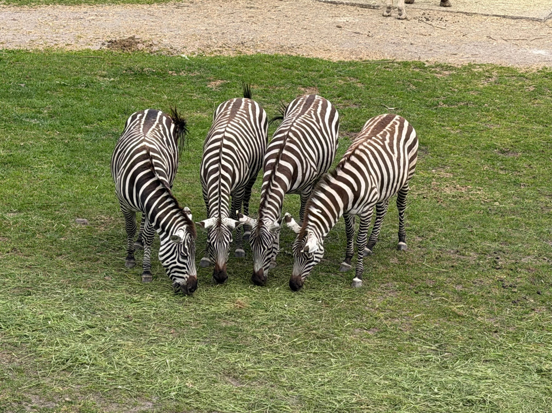 Serengeti-park Hodenhagen-Hodenhagen必去景点
