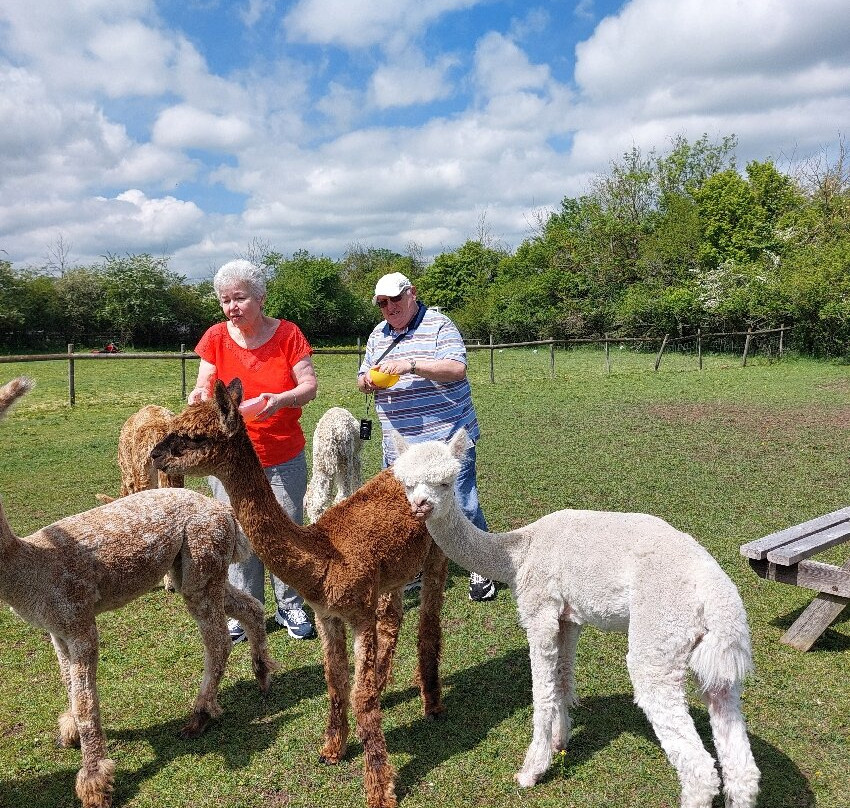 Lane House Alpaca Farm-切本哈姆必去景点