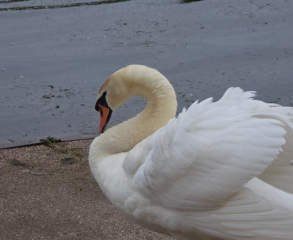 Llandrindod Wells Lake Park-兰德林多德威尔斯必去景点