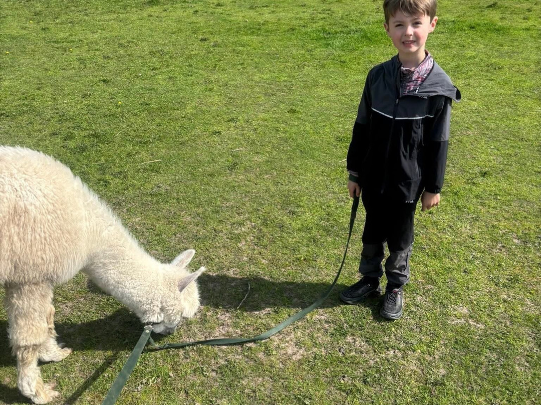 Woodlands Alpaca Farm-沃灵顿必去景点