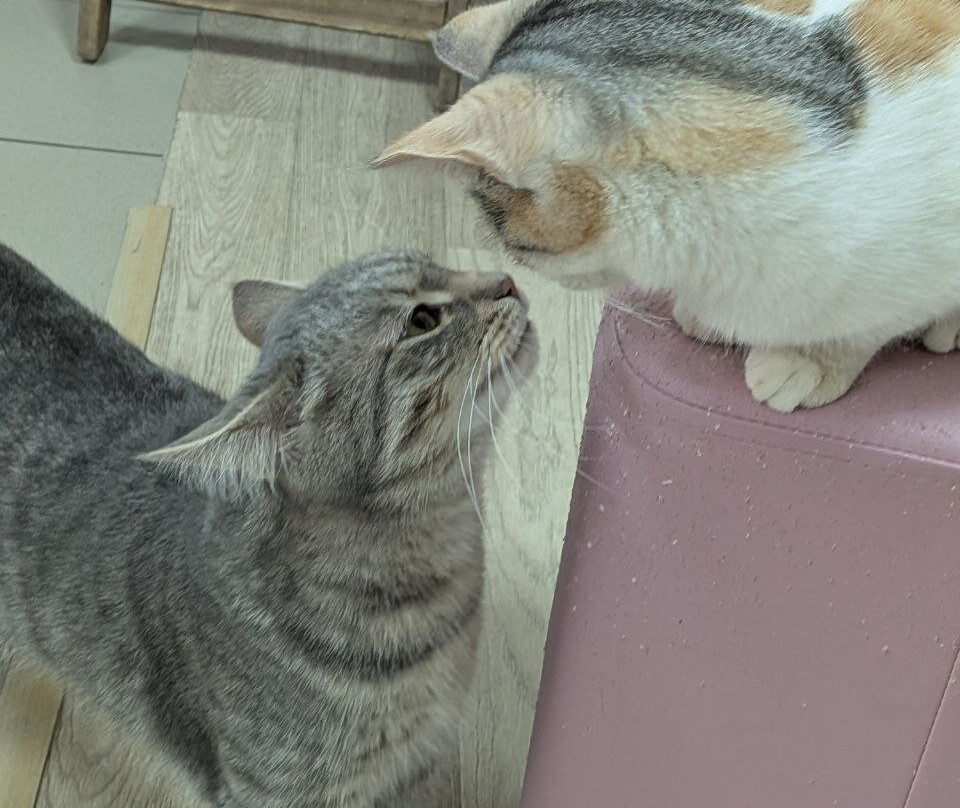 Murcello Cat Museum-Murom必去景点