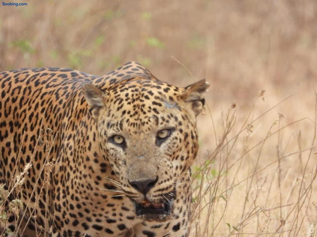Yala Wild Adventure Camp