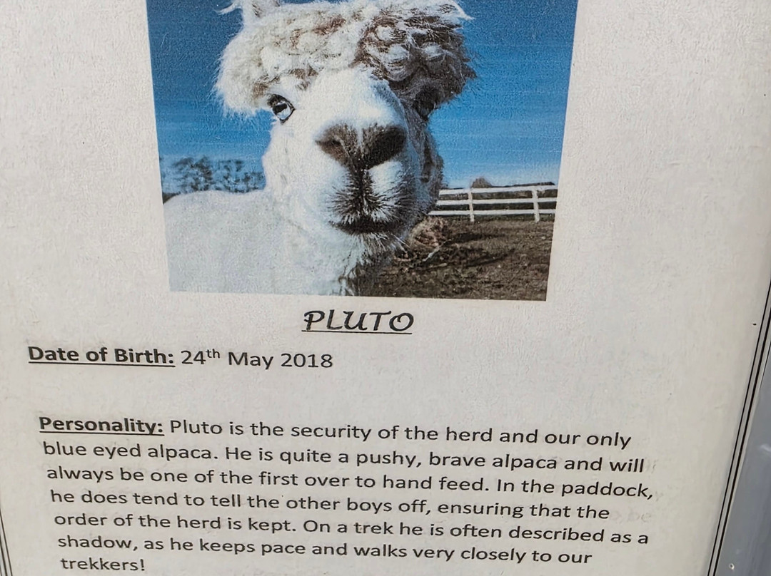 All Things Alpaca Ltd-切姆斯福德必去景点