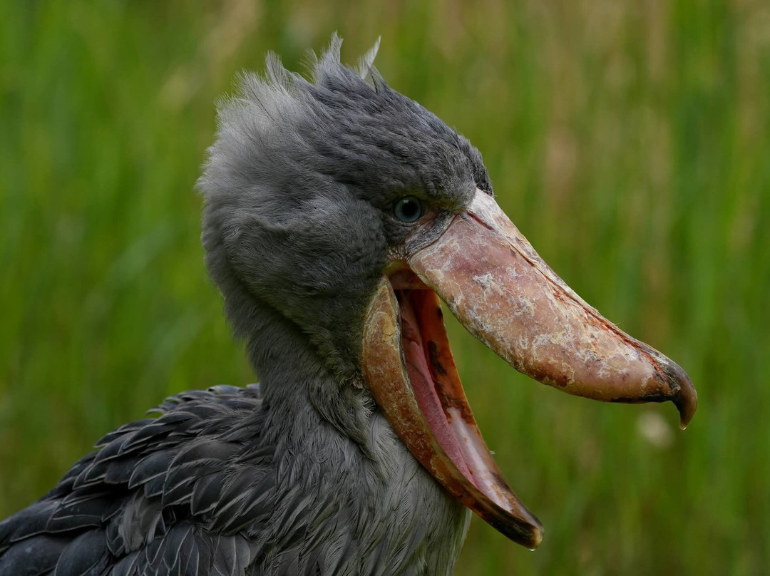 Weltvogelpark Walsrode-Walsrode必去景点