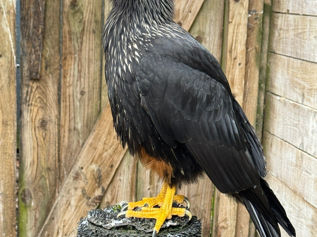 Gauntlet Birds Of Prey-纳茨福德必去景点