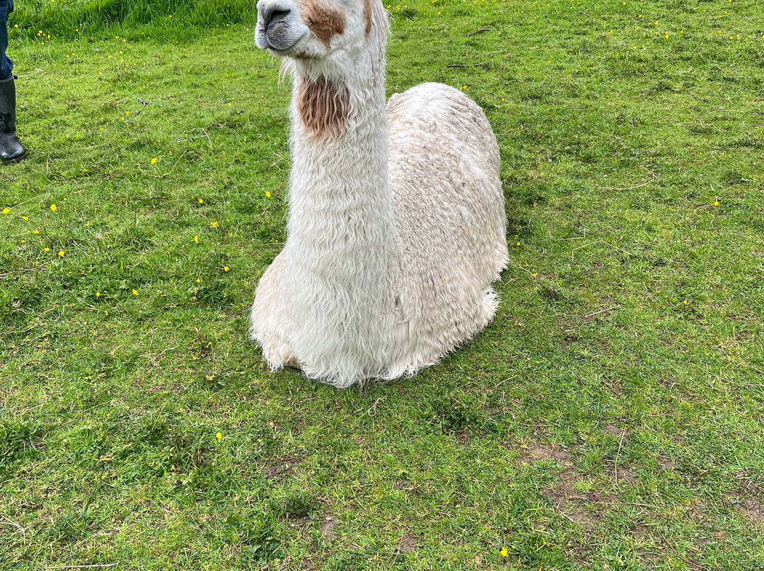Bardsea Alpacas And Llamas-Bardsea必去景点