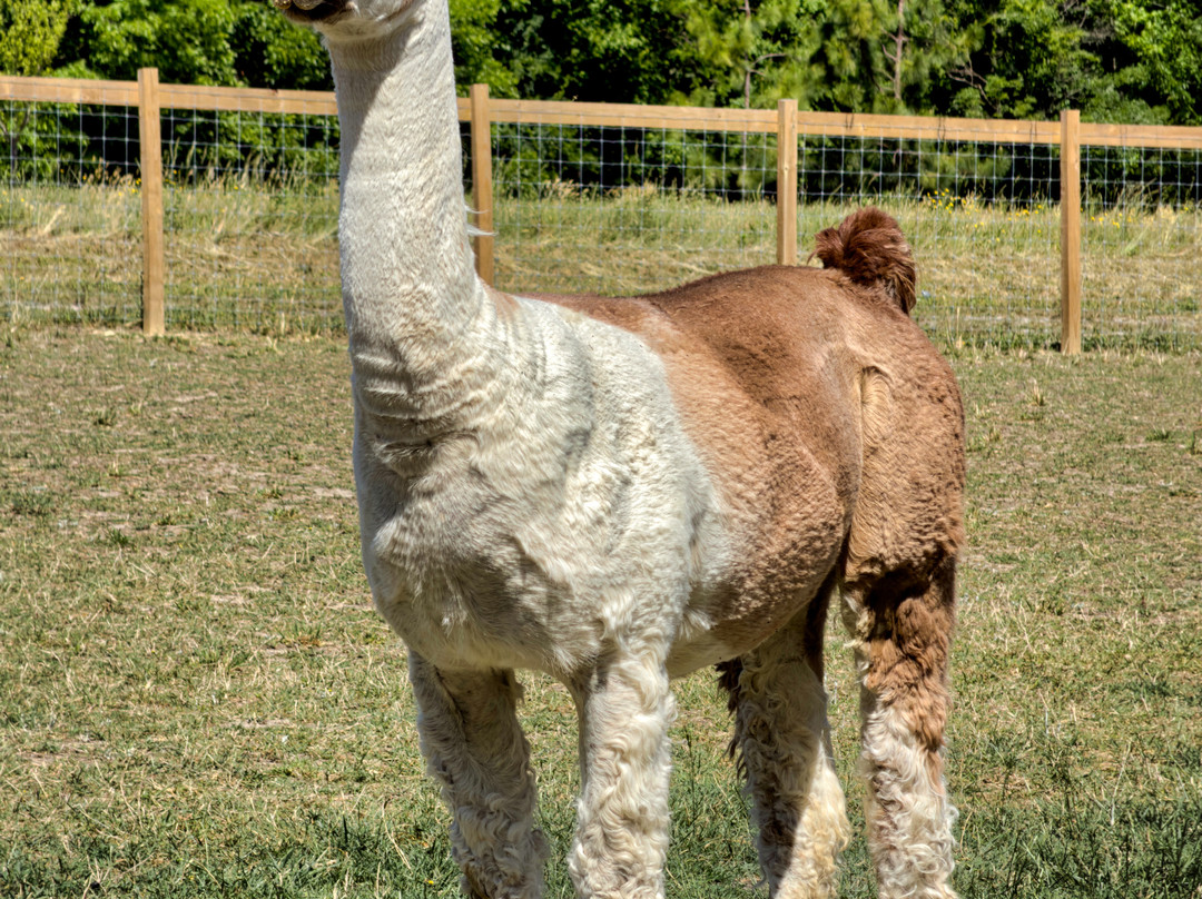 Alpacachino Ranch-Cedar Grove必去景点