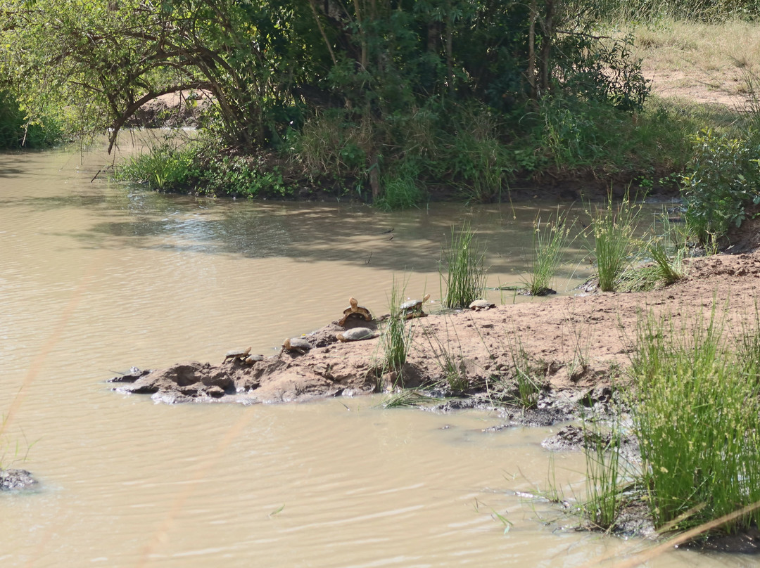 Hluhluwe - iMfolozi Park Wilderness Area-Hluhluwe Game Reserve必去景点