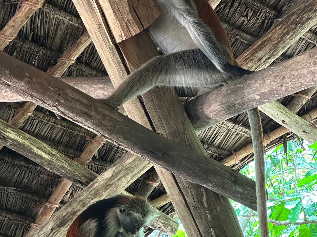 安古迦山林小屋主图
