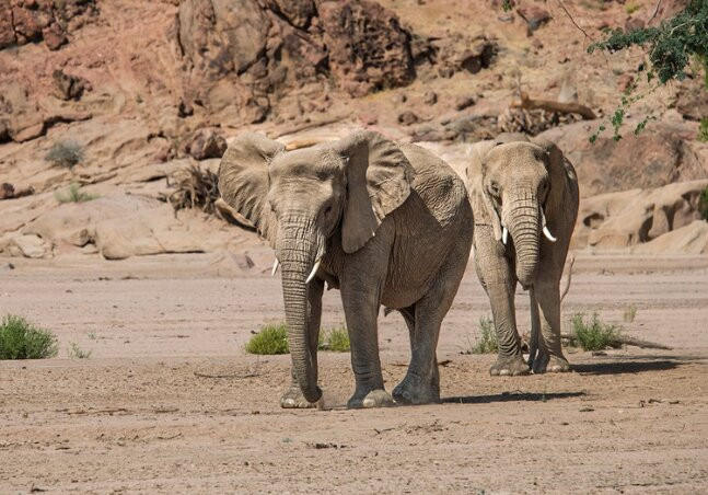Kunene Elephant Walk-Sesfontein必去景点