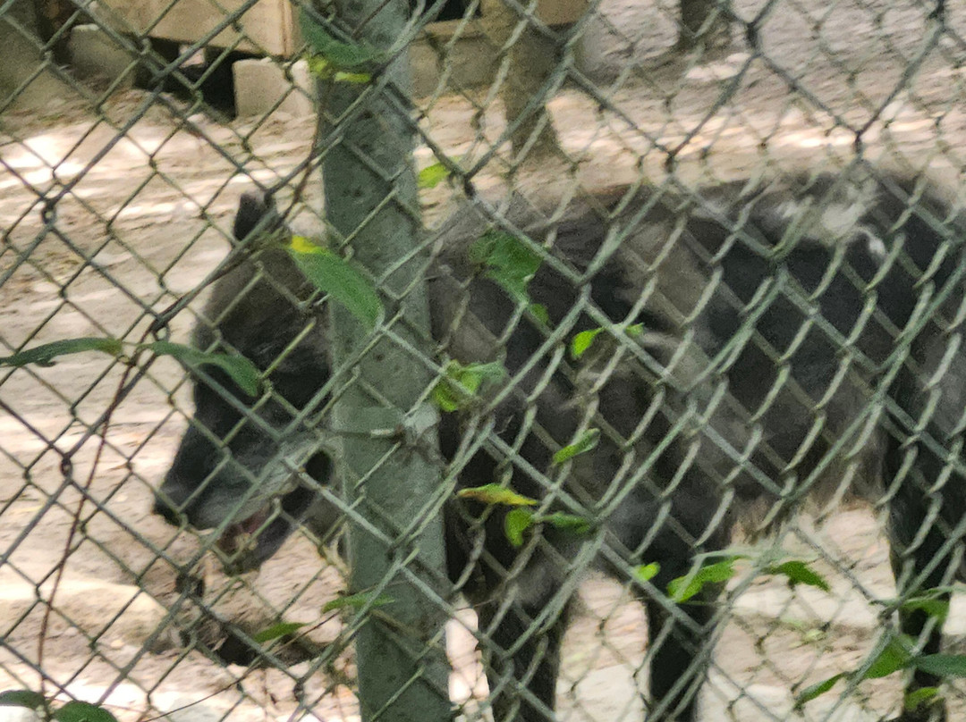 Animal Park NC-伯灵顿必去景点