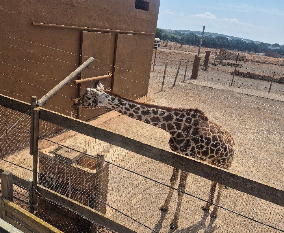 Safari Zoo Mallorca-萨可马必去景点