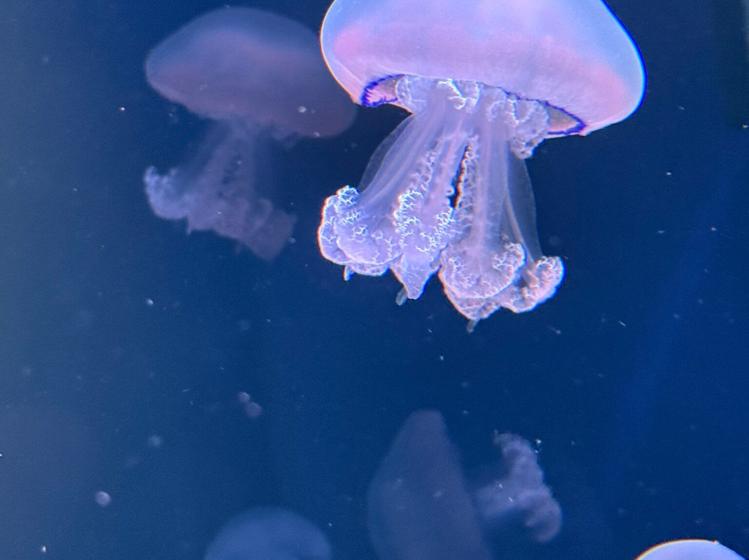 Jellyfish Museum-庞帕诺比奇必去景点