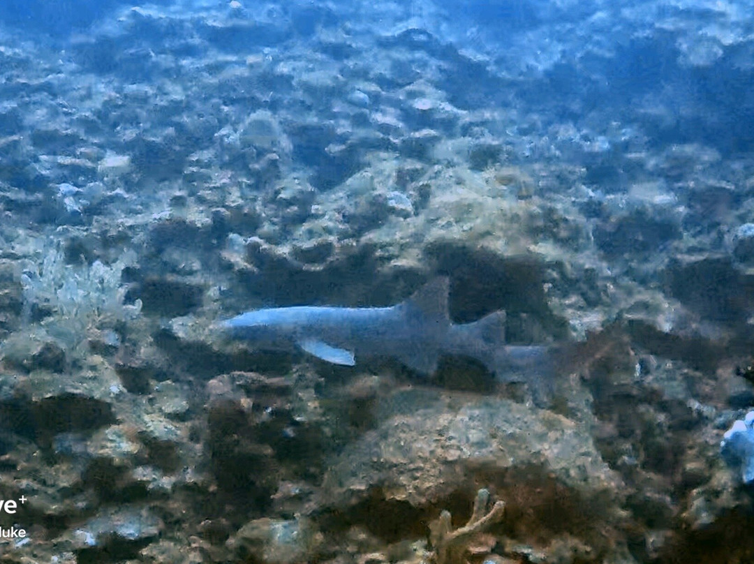 Tortuga Divers-大开曼岛必去景点