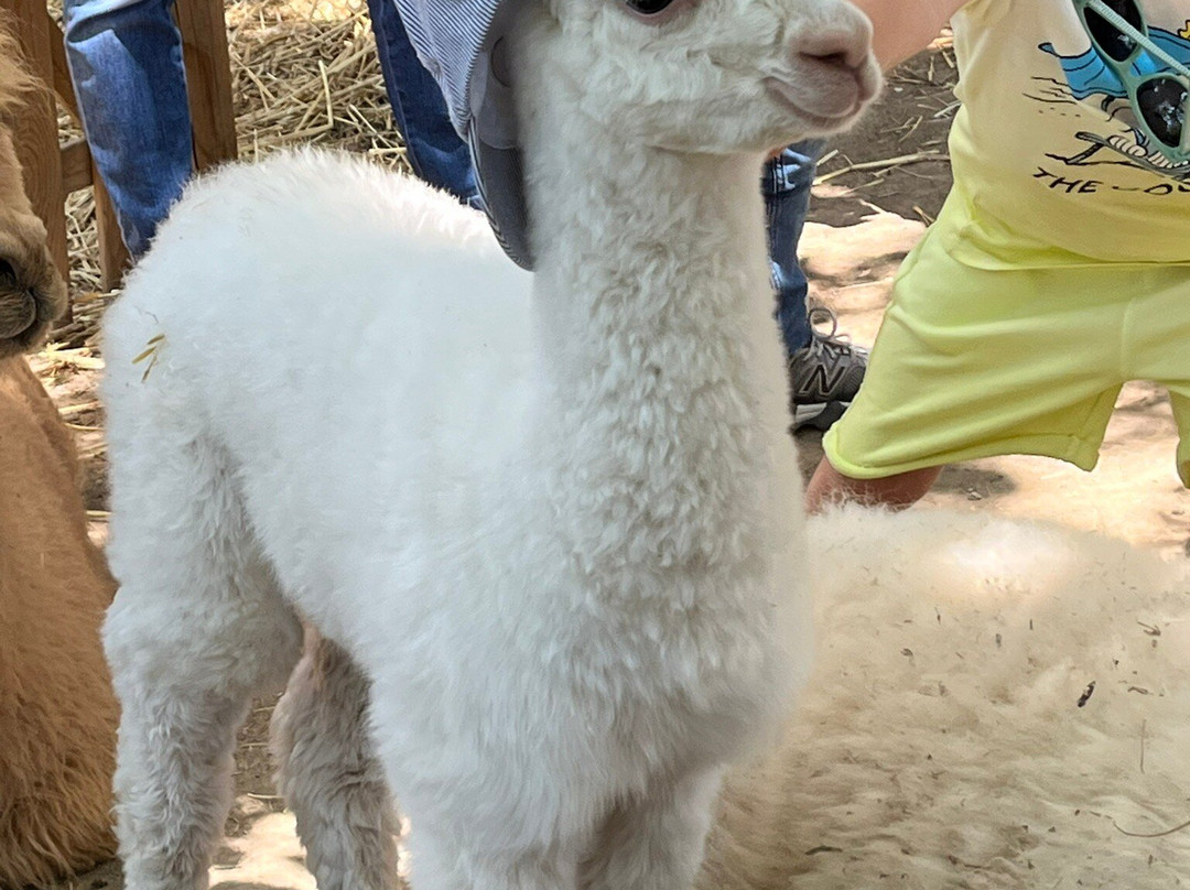 Basilicata Alpaca-Acerenza必去景点