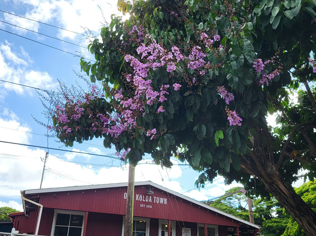 波伊普湾高尔夫球场-可洛亚必去景点