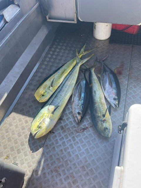 Niue Wahoo Fishing Charters-阿洛菲必去景点