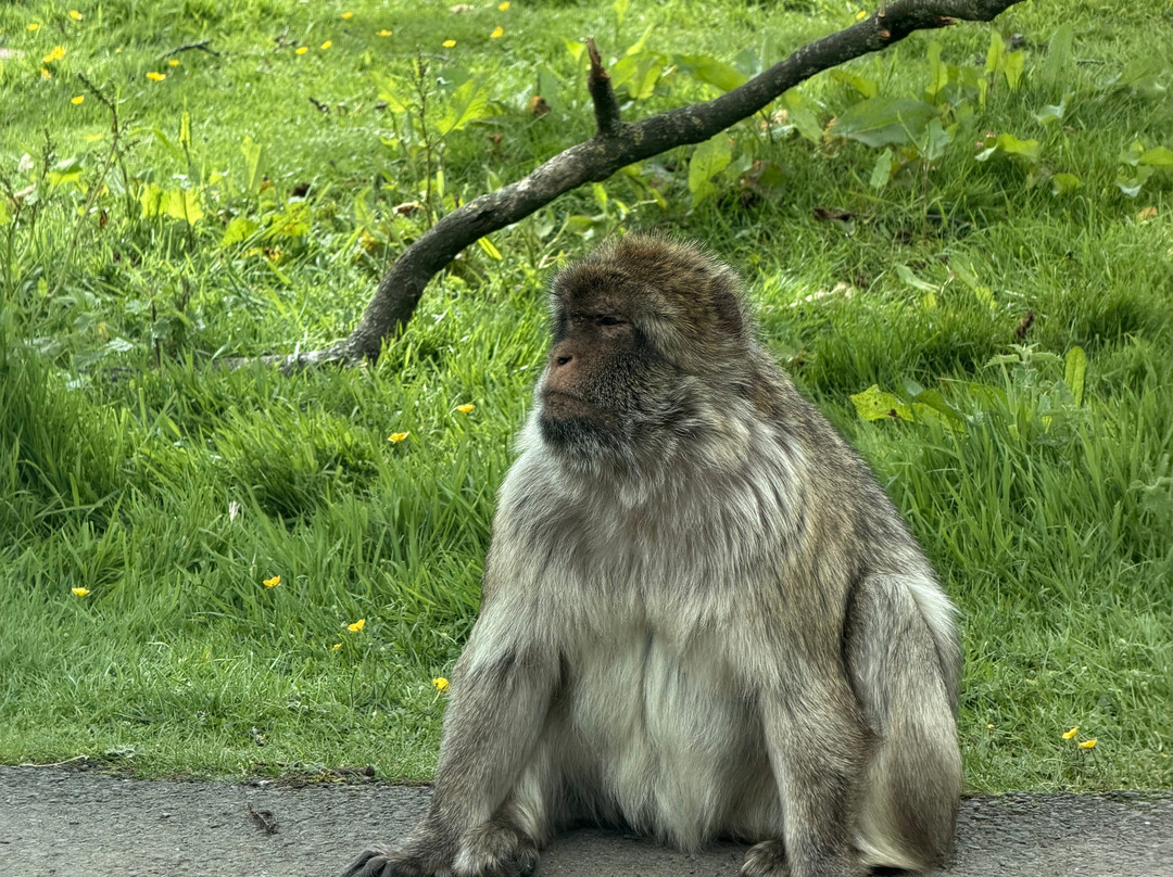 Blair Drummond Safari & Adventure Park-斯特灵必去景点