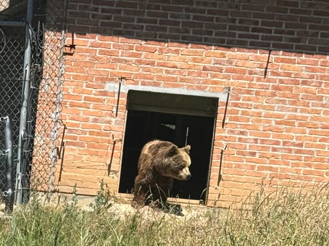 BEAR SANCTUARY Prishtina-普里什蒂纳必去景点