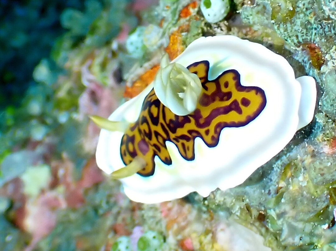 Fulidhoo Dive & Water Sports-Fulidhoo必去景点