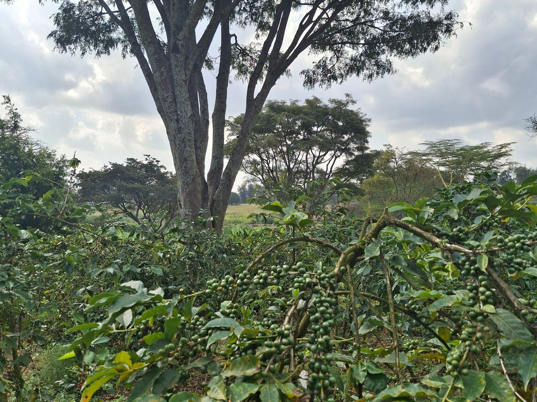 Fairview Coffee Estate-内罗毕必去景点