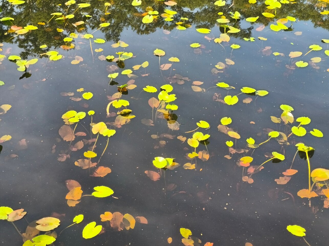 Six Mile Cypress Slough Preserve-迈尔斯堡必去景点