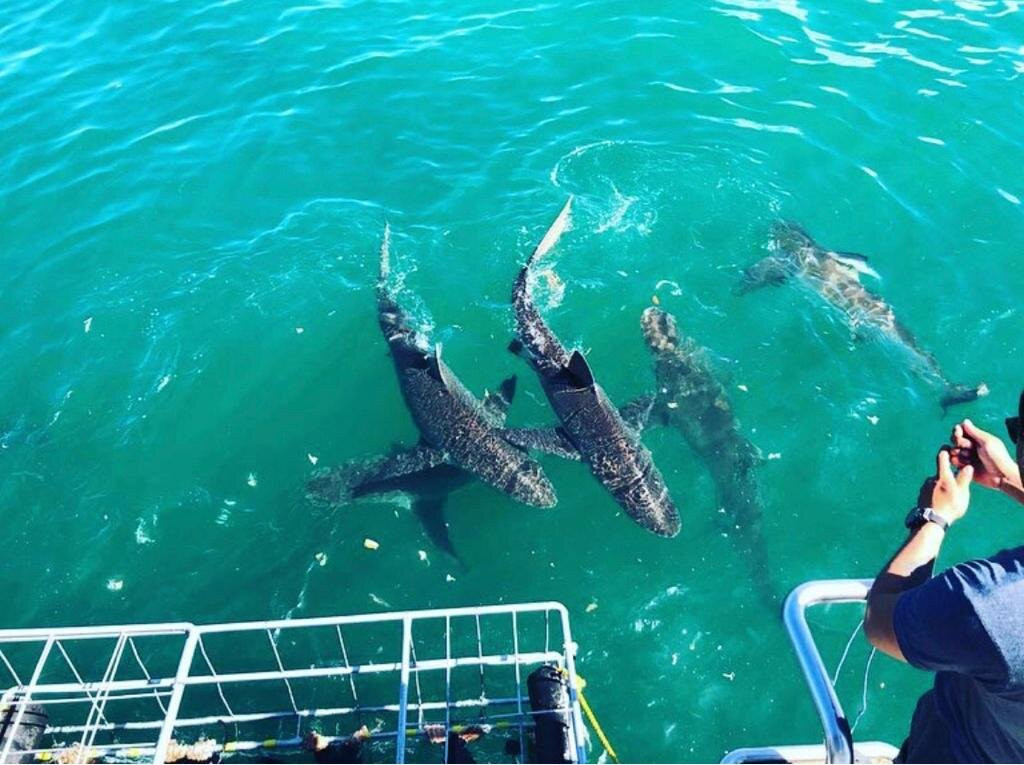 Sharklady Adventures-干斯拜必去景点
