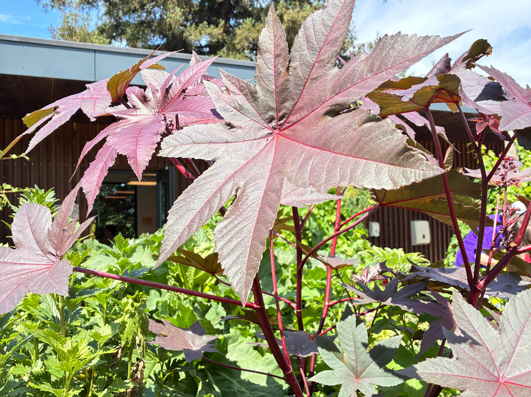 RHS Garden Hyde Hall-切姆斯福德必去景点