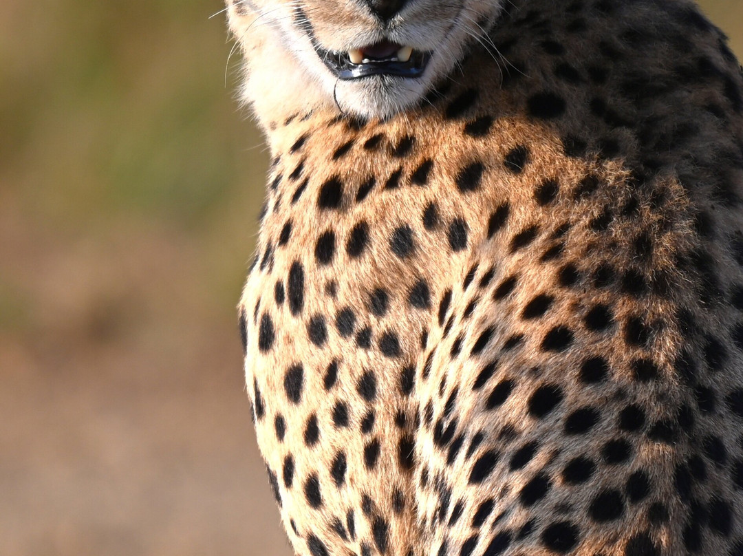 Bayala Private Safari Lodges主图
