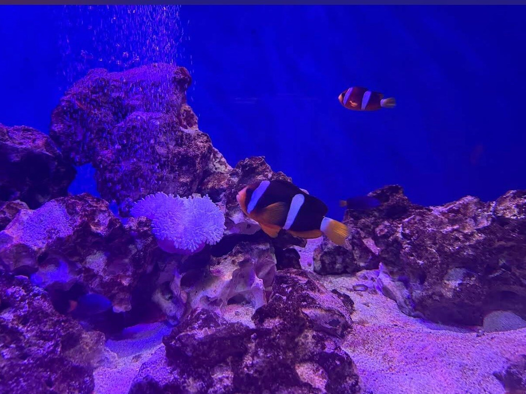 Abyss Fish Aquarium Goa-Verna必去景点