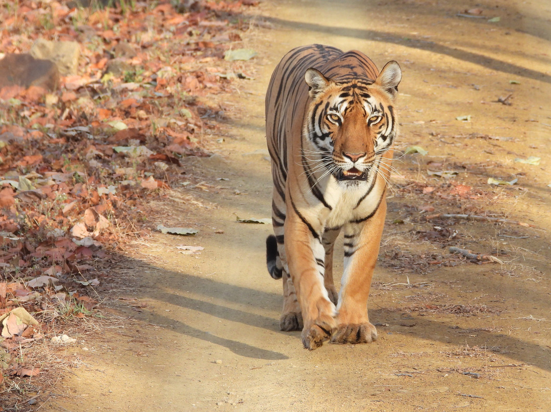 Wildlife Expeditions India-Khatia必去景点