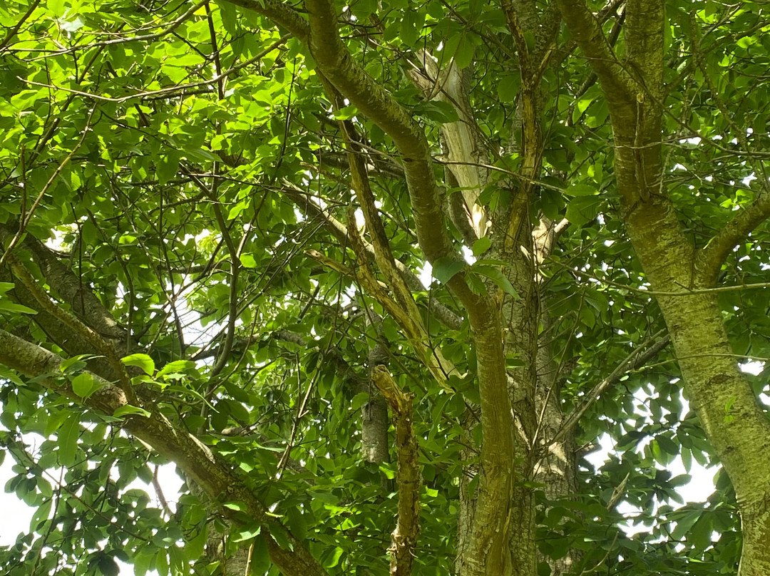 L'arbre aux Etoiles主图
